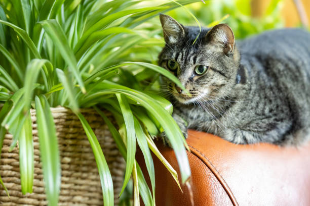 istock A tabby cat looking at a spider plant 2127654615