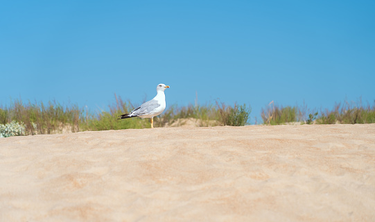 White seagull on sea beach on background of blue sky and sand dunes. Wild bird