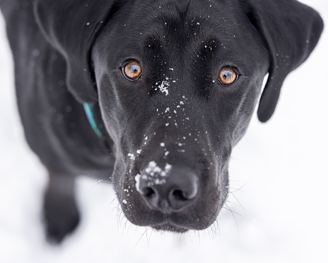 A black lab looking up at the camera with snow on his nose