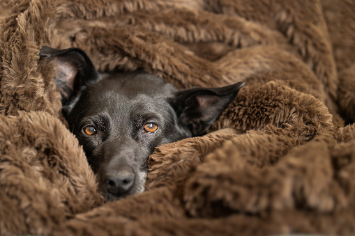 The head and face of a black lab mix surrounded by a fuzzy brown blanket