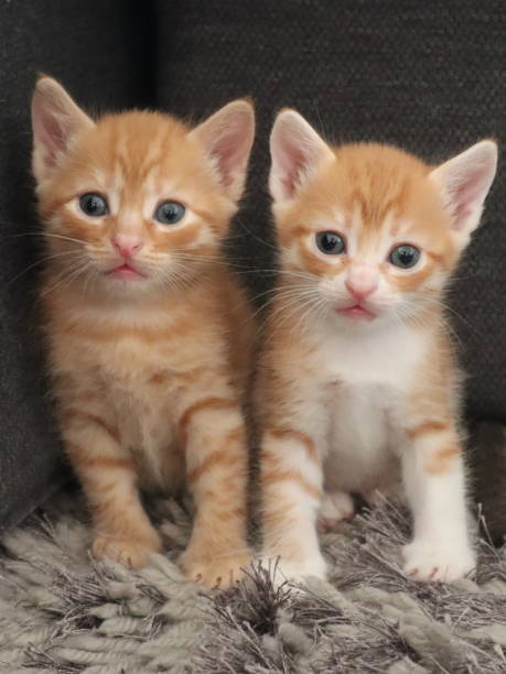istock Two little orange kitten sitting next to each other 2127681137