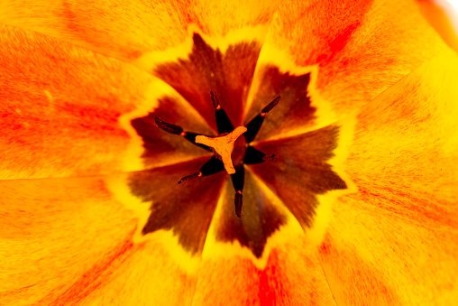Close-up of the inner beauty of a yellow and orange tulip, showcasing its vibrant colors and delicate anthers with a dark star in the middle
