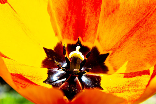 Close-up of the inner beauty of a yellow and orange tulip, showcasing its vibrant colors and delicate anthers with a dark star in the middle