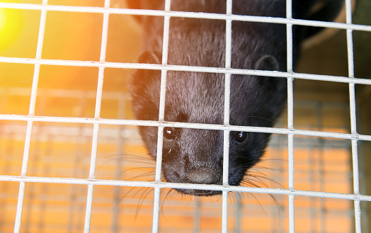 Fur farm. A black mink in a cage looks through the bars.