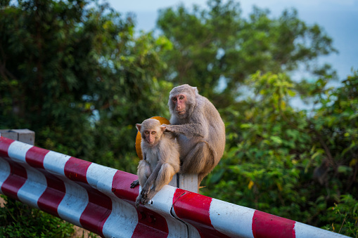 Monkey is catching lices for another - Son Tran peninsula, Da Nang city, Quang Nam Da Nang province, central Vietnam
