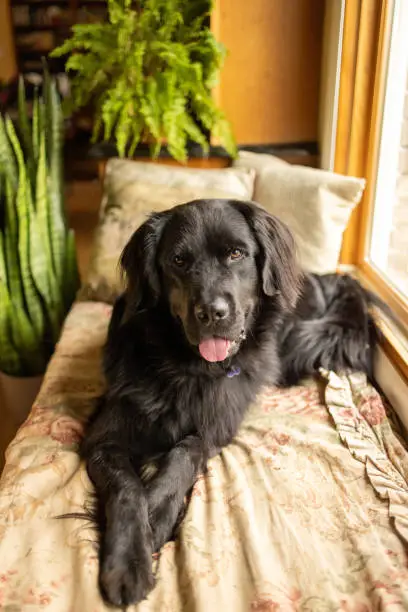 A happy Newfoundland lying in a window seat surrounded by houseplants and foliage