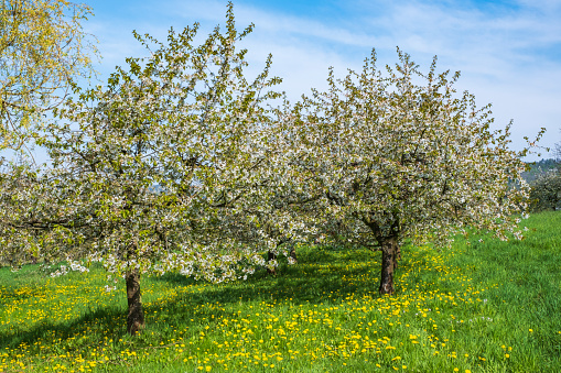 Blooming cherry trees under a white and blue sky in Pretzfeld - Germany in the Franconian Switzerland