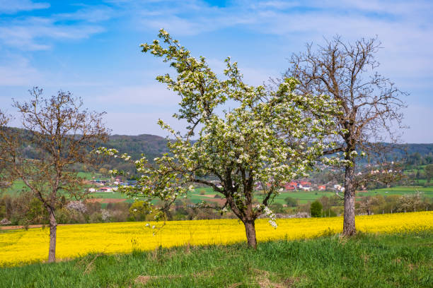 Blooming cherry trees under a white and blue sky in Pretzfeld - Germany in the Franconian Switzerland