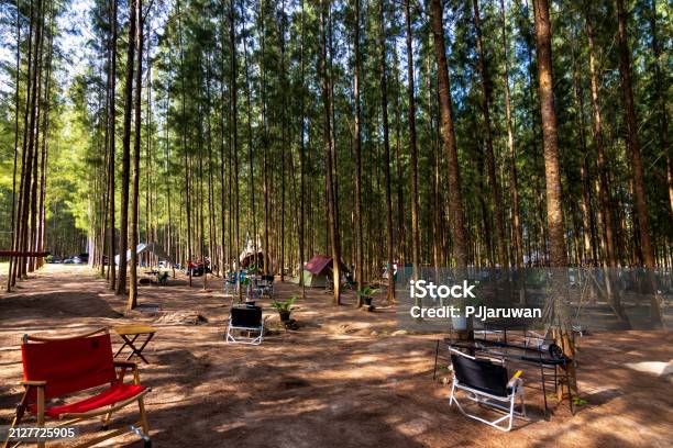 Basic Camp Under Tree Camping Under Pine Trees Forest With Soft Sunlight Stock Photo ...