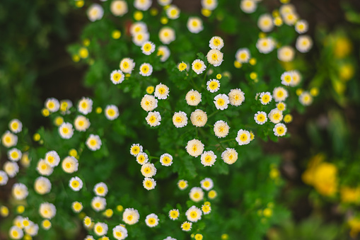 Pyrethrum parthenium or feverfew,  white flowers with yellow core