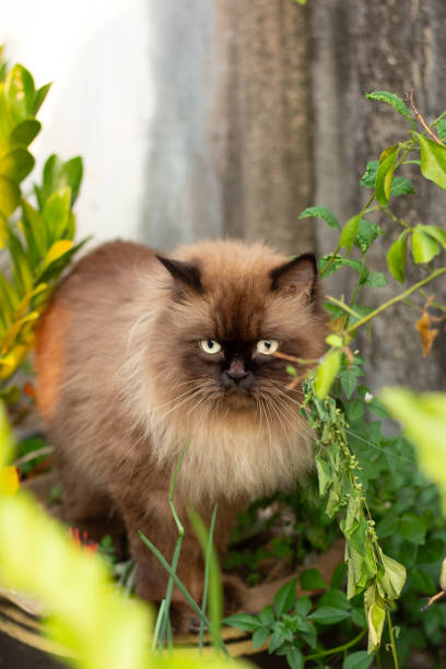 istock Perched Munchkin cat on concrete floor 2127760120