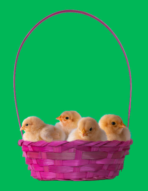 Studio shot of a pink Easter basket with four buff Orpington chicks that are very young with a green background and copy space.