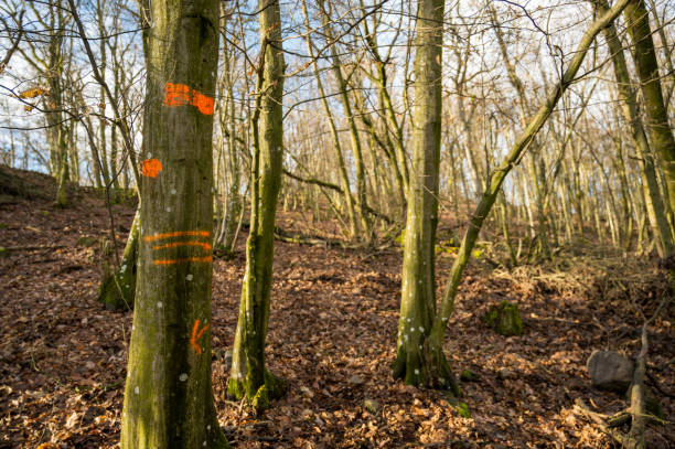 istock Red marks on tree trunk in autumn forest. Sunny weather. 2127779454