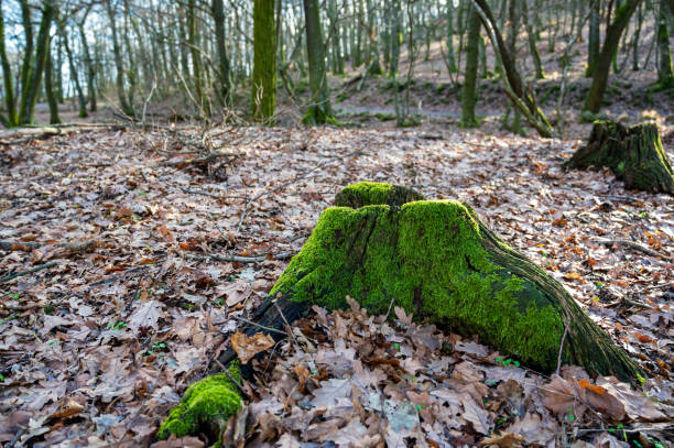 Mossy cut tree trunk in the forest. Autumn. Sunny weather.