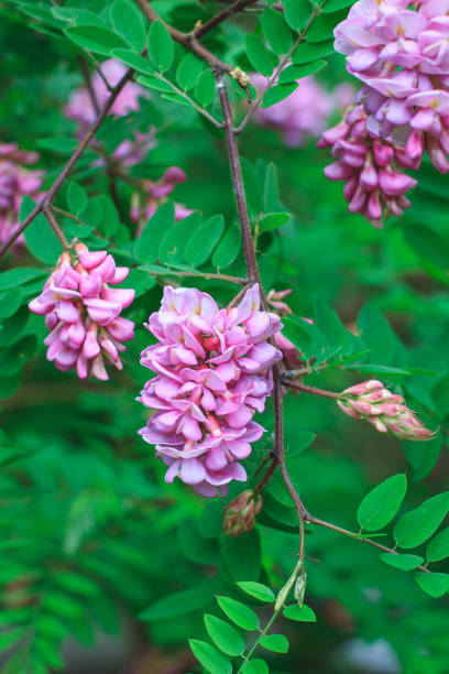 blooming wisteria