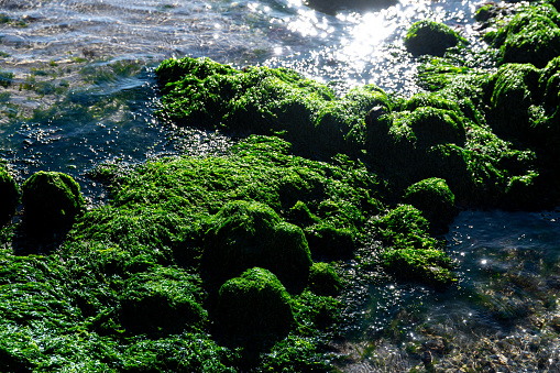 Cabo de Gata, Almeria - Spain - 01-23-2024: nlight sparkles on green seaweed and clear water over coastal rocks