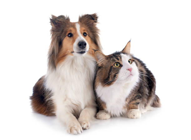 istock shetland dog ans maine coon cat 2127790472