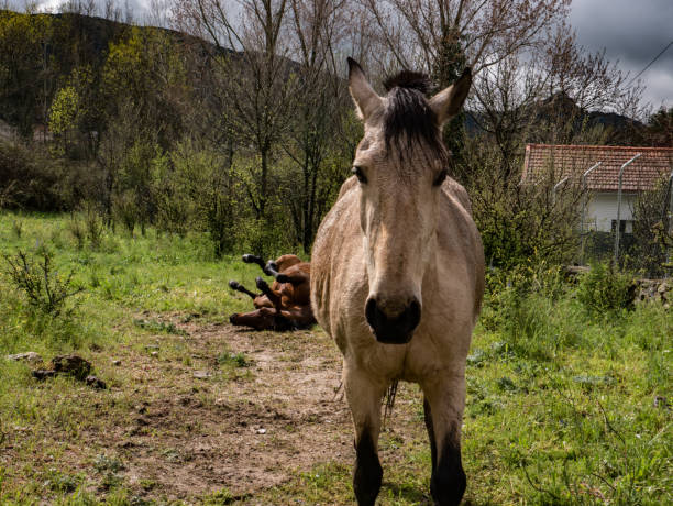 The powerful form of a chestnut stallion is captured in this image as he grazes in a dense thicket. The rich, reddish-brown coat of the stallion stands out against the muted greens and browns of the forest backdrop, highlighting the animal's strength and the quiet beauty of his surroundings.