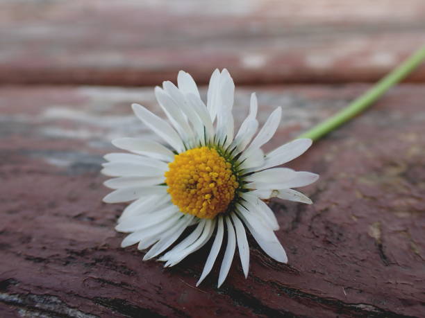 istock Daisy, the harbinger of spring 2127803842
