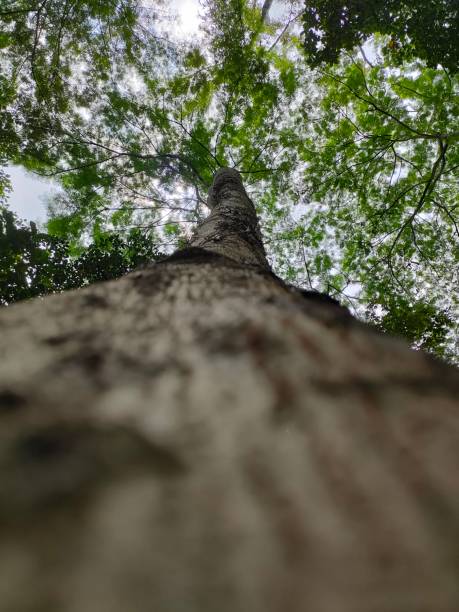 istock tall tree with dense leaves in the middle of the forest 2127804364