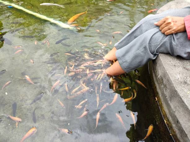 istock fish therapy in the pond 2127811740