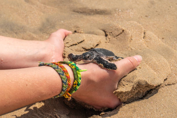 Small turtle at Ras al Jinz beach in hand, turtle reserve