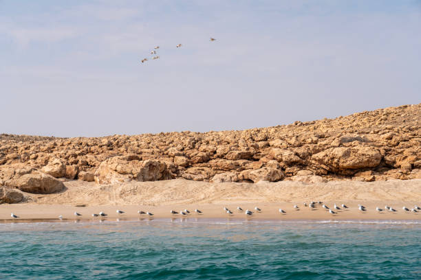 Seagulls at Ras al Jinz beach, turtle reserve. Oman
