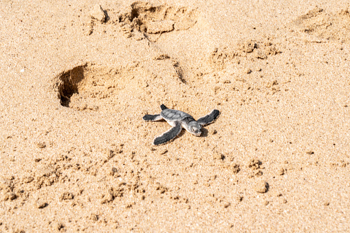 One small just hatched turtle at Ras al Jinz beach, turtle reserve. Oman