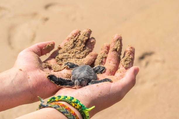 istock Small turtle at Ras al Jinz beach in hand, turtle reserve 2127831382