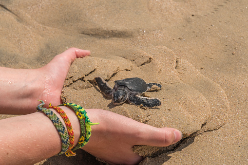 One small just hatched turtle at Ras al Jinz beach in hand, turtle reserve. Oman