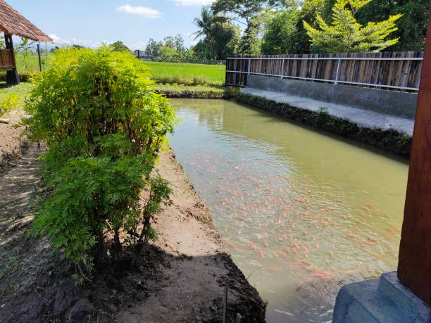 istock fish pond on the edge of the rice fields 2127839292