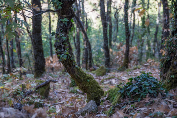 Oak forest forming straight and geometric figures, selective focus. Nature concept.