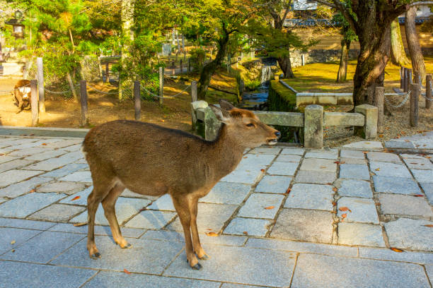 istock Cute nara deer in Nara Park, Japan. 2127858625