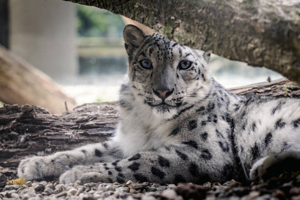 Snow leopard (Panthera uncia), a majestic and elusive big cat species found in the rugged mountain ranges of Central Asia. With its thick fur, piercing blue eyes, and graceful movements, the snow leopard is a true marvel of the natural world.