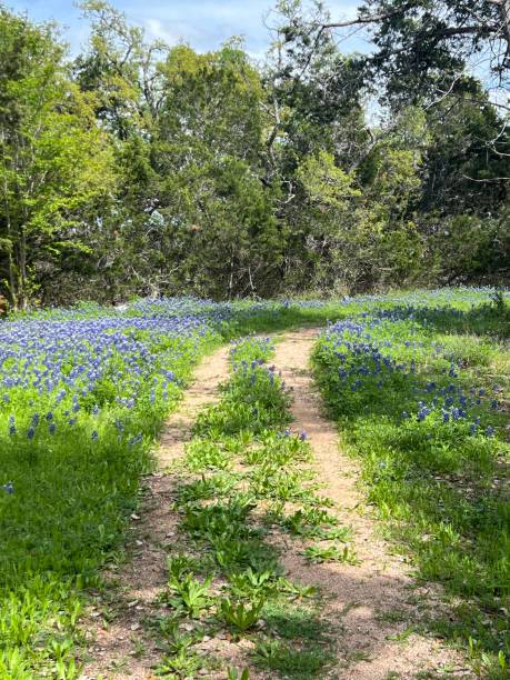 istock Texas Bluebonnet Wild Flowers 2127885105