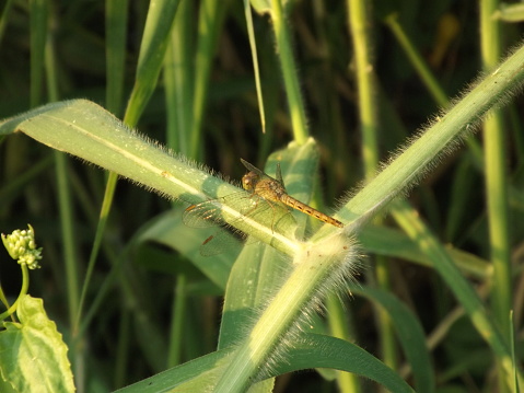 Green dragonfly sitting on a blade of grass
The colors on its body seem to blend in with nature.