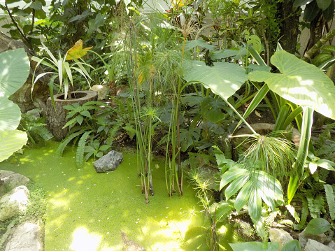 Tropical plants in and near water