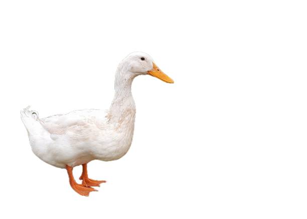 istock White swan isolated on white background. 2127894583
