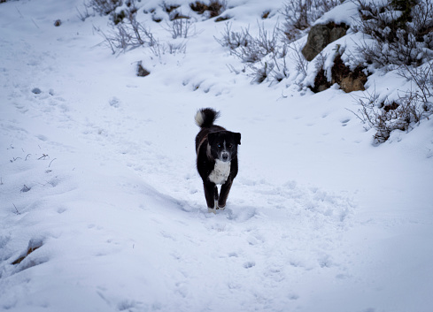 Black dog runs like crazy in the snow, Valtellina, Italy. a Dog its a mix by Labrador and Husky