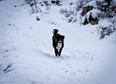 Black dog runs like crazy in the snow, Italy