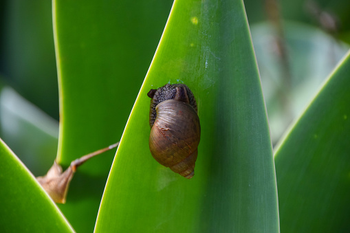 A snail crawls along a plant