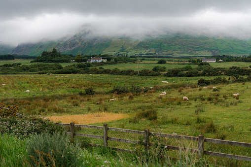 Scenic view of herd of sheep grazing in Irish countryside in summer