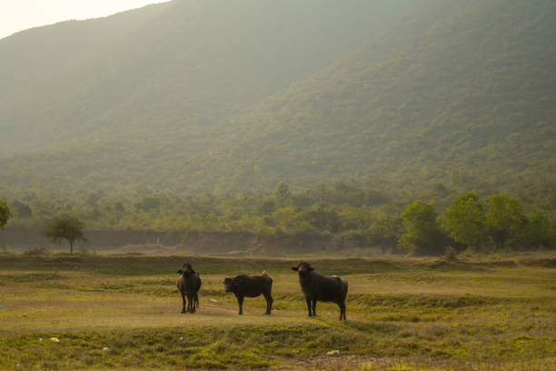 Herd of cows at summer green field.