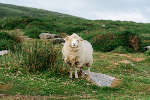 Scottish Blackface sheep standing at the top of hill partially hidden by  tufted grass in Scotland