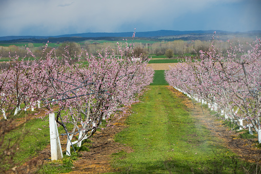 A field of peach tree in flower