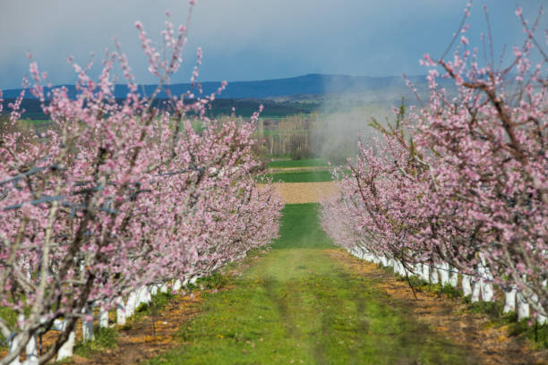 A field of peach tree in flower