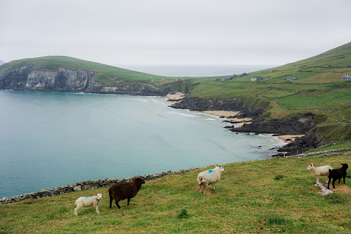 Sheep grazing on the  green meadow on the background of seaside in Ireland