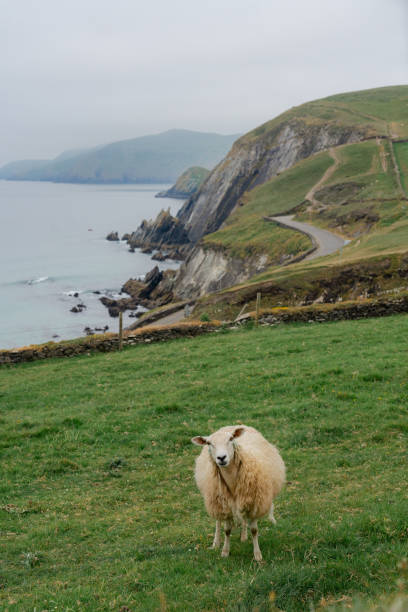 Sheep grazing on the background of seaside in Ireland Sheep grazing on the green meadow on the background of seaside in Ireland dingle peninsula stock pictures, royalty-free photos & images
