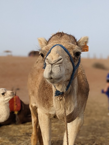 A young camel looking curiously into the camera
