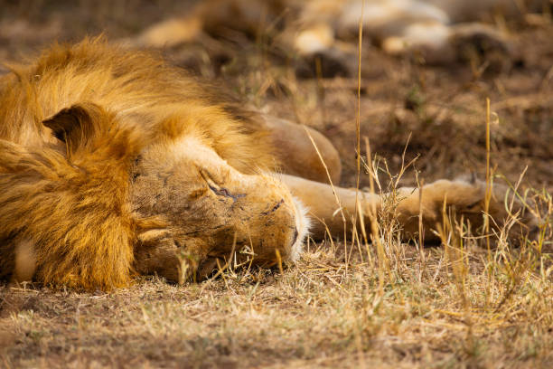 istock Peaceful African Lion Resting on Safari Adventure 2127941419
